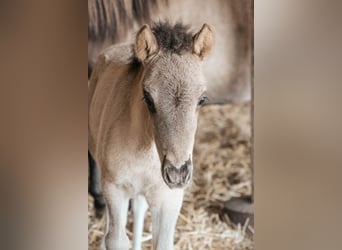 Icelandic Horse, Stallion, 1 year