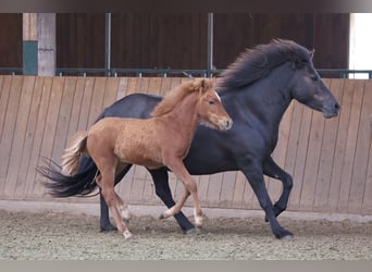 Icelandic Horse, Stallion, 1 year