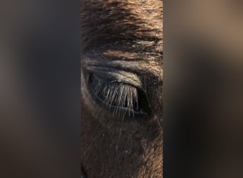 Icelandic Horse, Stallion, 1 year, Gray-Dark-Tan