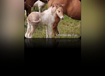 Icelandic Horse, Stallion, 1 year