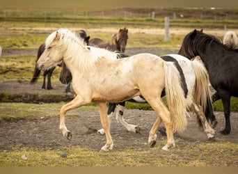 Icelandic Horse, Stallion, 1 year, Palomino