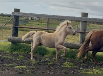 Icelandic Horse, Stallion, 1 year, Palomino