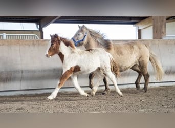 Icelandic Horse, Stallion, 1 year, Pinto