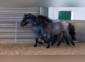 Icelandic Horse, Stallion, 1 year, Roan-Bay