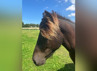 Icelandic Horse, Stallion, 1 year, Smoky-Black