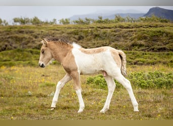 Icelandic Horse, Stallion, 1 year, Tobiano-all-colors