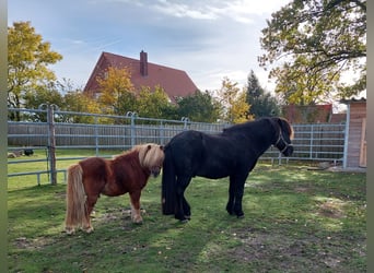 Icelandic Horse, Stallion, 20 years, Black