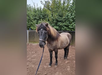 Icelandic Horse, Stallion, 22 years, 13.1 hh, Dun