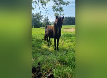 Icelandic Horse, Stallion, 2 years, 11,2 hh, Bay-Dark