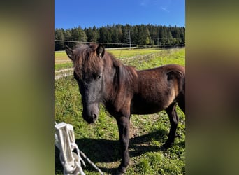 Icelandic Horse, Stallion, 2 years, 12,2 hh, Black