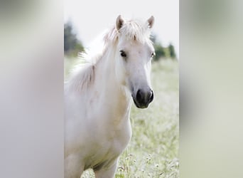 Icelandic Horse, Stallion, 2 years, 13.1 hh, Palomino