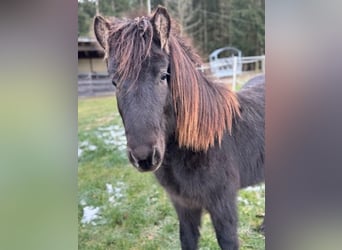 Icelandic Horse, Stallion, 2 years, 13,2 hh, Black