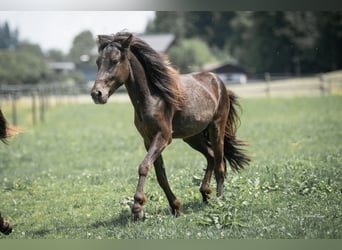 Icelandic Horse, Stallion, 2 years, 13.2 hh, Black