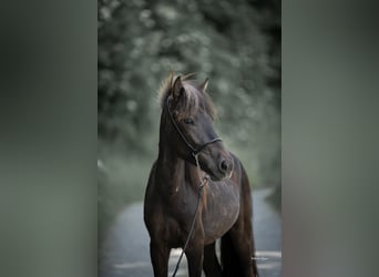 Icelandic Horse, Stallion, 2 years, 13.2 hh, Black