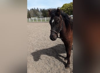 Icelandic Horse, Stallion, 2 years, 13.2 hh, Black