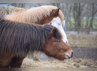 Icelandic Horse, Stallion, 2 years, 13.2 hh, Brown