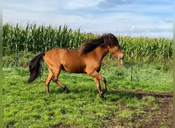 Icelandic Horse, Stallion, 2 years, 13.2 hh, Brown
