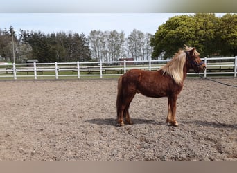 Icelandic Horse, Stallion, 2 years, 13.2 hh, Chestnut-Red
