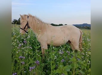 Icelandic Horse, Stallion, 2 years, 13.2 hh, Cremello