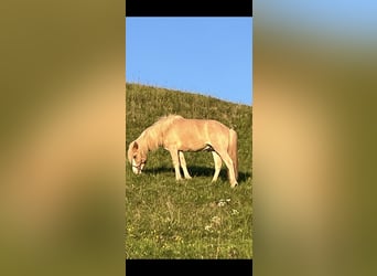 Icelandic Horse, Stallion, 2 years, 13.2 hh, Dun
