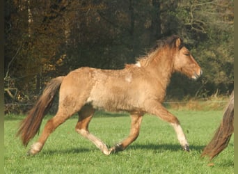 Icelandic Horse, Stallion, 2 years, 13.2 hh, Dun