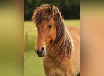 Icelandic Horse, Stallion, 2 years, 13.2 hh, Dun