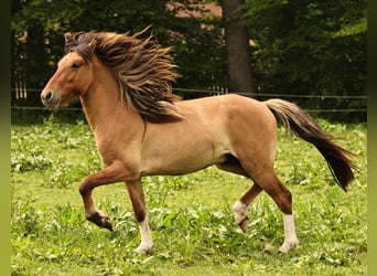 Icelandic Horse, Stallion, 2 years, 13.2 hh, Dun