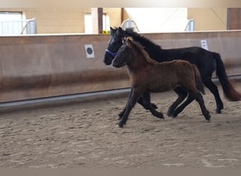 Icelandic Horse, Stallion, 2 years, 13,2 hh