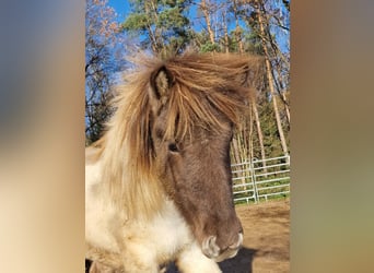 Icelandic Horse, Stallion, 2 years, 13.2 hh