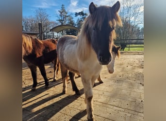 Icelandic Horse, Stallion, 2 years, 13.2 hh