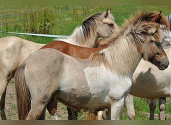 Icelandic Horse, Stallion, 2 years, 13.2 hh