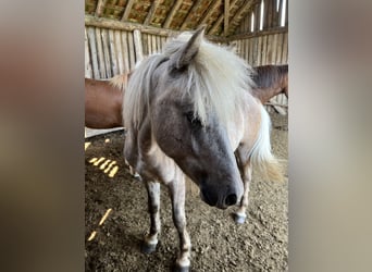 Icelandic Horse, Stallion, 2 years, 13,2 hh, Gray