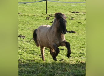 Icelandic Horse, Stallion, 2 years, 13.2 hh, Grullo