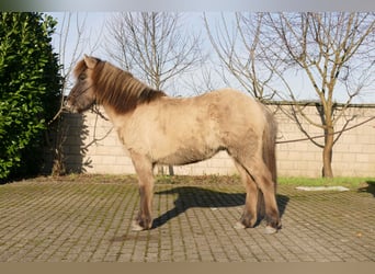 Icelandic Horse, Stallion, 2 years, 13.2 hh, Grullo