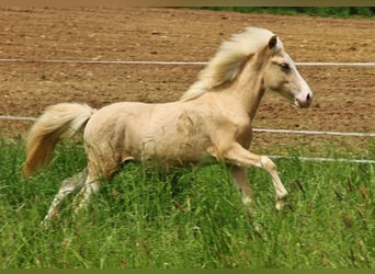 Icelandic Horse, Stallion, 2 years, 13.2 hh, Palomino