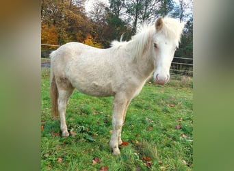 Icelandic Horse, Stallion, 2 years, 13.2 hh, Palomino