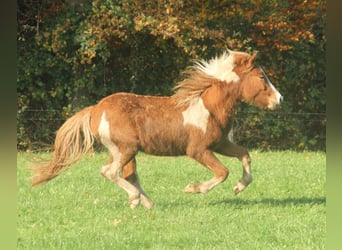 Icelandic Horse, Stallion, 2 years, 13.2 hh, Pinto