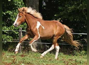 Icelandic Horse, Stallion, 2 years, 13.2 hh, Pinto