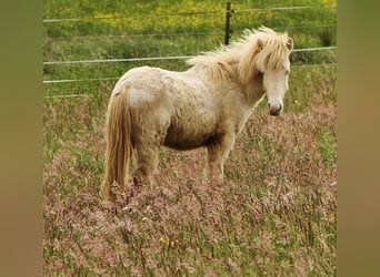 Icelandic Horse, Stallion, 2 years, 13,2 hh, Perlino