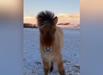 Icelandic Horse, Stallion, 2 years, 14.1 hh, Dun
