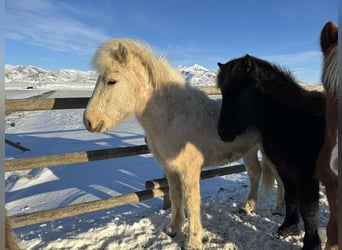 Icelandic Horse, Stallion, 2 years, 14.1 hh, Palomino
