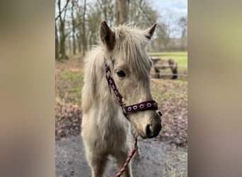 Icelandic Horse Mix, Stallion, 2 years, 14,1 hh, Palomino