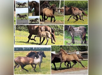 Icelandic Horse, Stallion, 2 years, Black