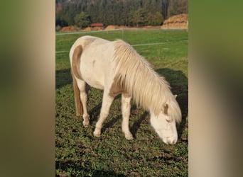 Icelandic Horse, Stallion, 2 years, Brown Falb mold