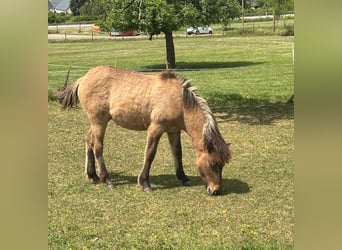 Icelandic Horse, Stallion, 2 years, Dun