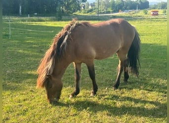 Icelandic Horse, Stallion, 2 years, Dun