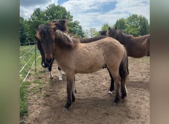 Icelandic Horse, Stallion, 2 years, Dun