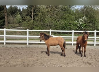 Icelandic Horse, Stallion, 2 years, Dun