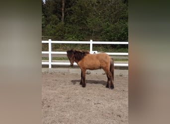 Icelandic Horse, Stallion, 2 years, Dun