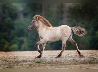 Icelandic Horse, Stallion, 2 years, Dun